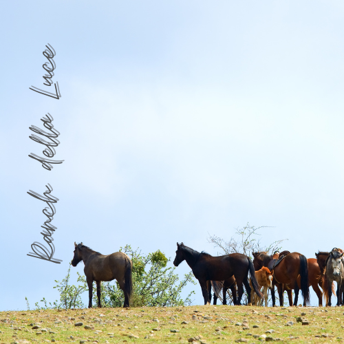 Ranch della Luce - Allevamento Cavalli