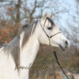 Ranch della Luce - Cavallo BIanco Capezza
