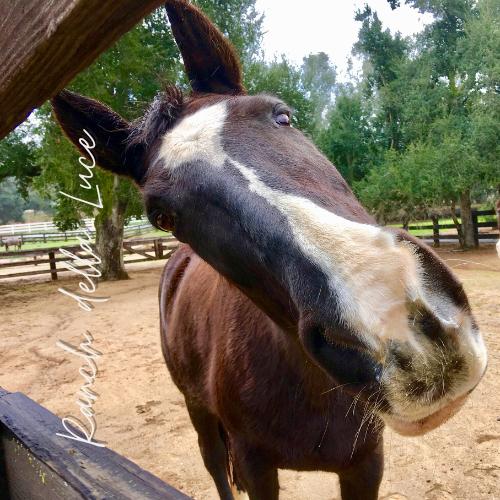 Ranch della Luce - Cavallo Sereno