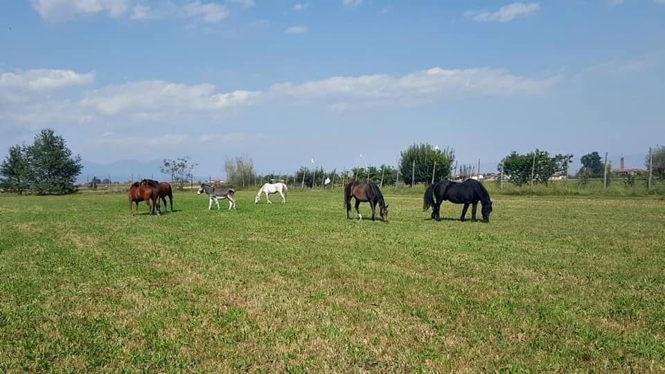 PASCOLO - RANCH DELLA LUCE